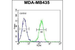 Flow cytometric analysis of MDA-MB435 cells (right histogram) compared to a negative control cell (left histogram). (PYHIN1 Antikörper  (N-Term))