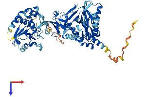 RNGTT Protein (AA 1-597) (His tag)