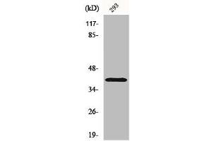 Western Blot analysis of 293 cells using CD298 Polyclonal Antibody (ATP1B3 Antikörper  (Internal Region))