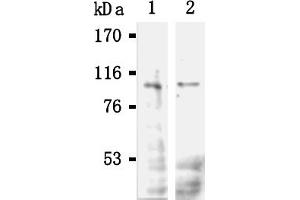 Western Blotting (WB) image for anti-POU Domain, Class 2, Transcription Factor 1 (POU2F1) antibody (ABIN567788) (POU2F1 Antikörper)