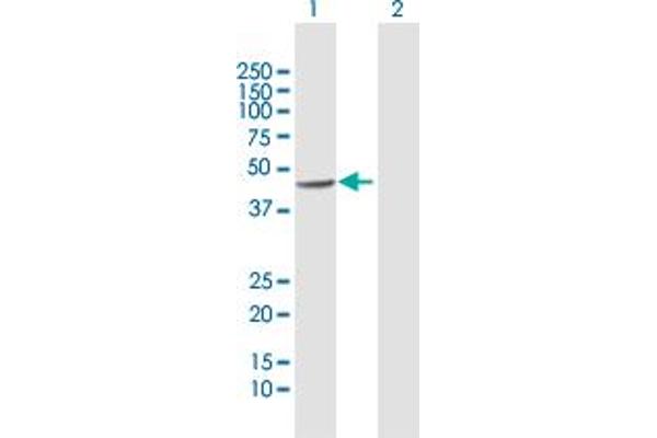 Septin 5 Antikörper  (AA 1-369)