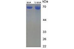 Image no. 2 for Triiodothyronine T3 (T3) peptide (BSA) (ABIN5666011)