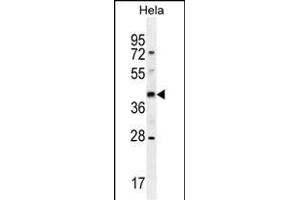 OR10H4 Antibody (C-term) (ABIN655377 and ABIN2844931) western blot analysis in Hela cell line lysates (35 μg/lane).