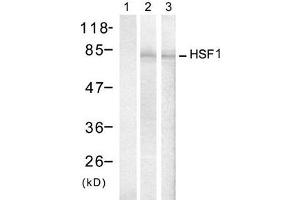 Western blot analysis of extracts from Hela cells treated with IFN or Heat shock, using HSF1 (Ab-307) antibody (E021206, Lane 1, 2 and 3). (HSF1 Antikörper)
