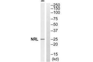 Western blot analysis of extracts from 293 cells, using NRL antibody. (NRL Antikörper  (N-Term))
