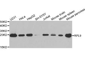 Western blot analysis of extracts of various cell lines, using RPL9 antibody (ABIN6291201) at 1:1000 dilution. (RPL9 Antikörper)