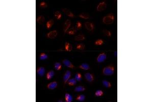 Immunofluorescence analysis of U-2 OS cells using TXNDC12 Polyclonal Antibody (ABIN7270800) at dilution of 1:100 (40x lens).
