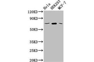 Western Blot Positive WB detected in: Hela whole cell lysate, HEK293 whole cell lysate, MCF-7 whole cell lysate All lanes: SLC20A1 antibody at 2. (GLUT1 Antikörper  (AA 263-458))