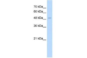 AADAT antibody used at 1. (AADAT Antikörper  (N-Term))