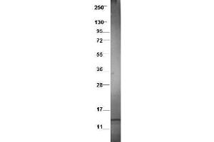 Western blot using  protein-A purified anti-swine CCL3L1 antibody shows detection of recombinant swine CCL3L1 at 7. (CCL3L1 Antikörper)