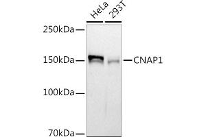 Western blot analysis of extracts of various cell lines, using (ABIN7268948) at 1:1000 dilution.
