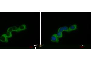 ICC/IF Image COL1A2 antibody [C2C3], C-term detects COL1A2 protein at cytoplasm by immunofluorescent analysis. (COL1A2 Antikörper  (C-Term))