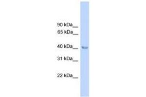 Image no. 1 for anti-Aminolevulinate Dehydratase (ALAD) (N-Term) antibody (ABIN6745534)