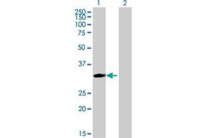 Western Blot analysis of MRPS18B expression in transfected 293T cell line by MRPS18B MaxPab polyclonal antibody. (MRPS18B Antikörper  (AA 1-258))