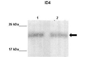 Lanes :  Lane 1: 10ug MDA-MB231 lysateLane 2: 10ug MCF7 lysate   Primary Antibody Dilution :   1:1000    Secondary Antibody :  Anti-rabbit-HRP   Secondary Antibody Dilution :   1:10,000   Gene Name :  ID4   Submitted by :  Maria Teresita Branham. (ID4 Antikörper  (Middle Region))