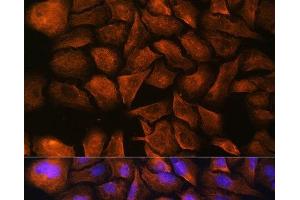 Immunofluorescence analysis of U-2 OS cells using SPTAN1 Polyclonal Antibody at dilution of 1:100. (SPTAN1 Antikörper)