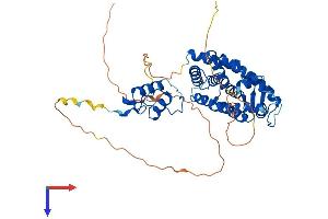 Retinoic Acid Receptor alpha Protein (AA 1-462) (His tag)