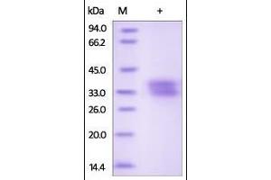 Human Ephrin-B1, His Tag on SDS-PAGE under reducing (R) condition. (Ephrin B1 Protein (EFNB1) (AA 28-232) (His tag))