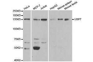 Western blot analysis of extracts of various cell lines, using USP7 antibody. (USP7 Antikörper  (AA 206-1102))
