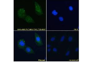 ABIN185354 Immunofluorescence analysis of paraformaldehyde fixed U2OS cells, permeabilized with 0. (AKAP9 Antikörper  (C-Term))