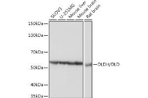Western blot analysis of extracts of various cell lines, using DLDH/DLD Rabbit mAb (ABIN7266766) at 1:3000 dilution. (DLD Antikörper)