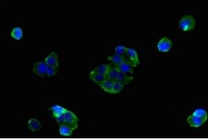 Immunofluorescent analysis of MCF-7 cells using ABIN7159882 at dilution of 1:100 and Alexa Fluor 488-congugated AffiniPure Goat Anti-Rabbit IgG(H+L) (SLC25A38 Antikörper  (AA 1-30))