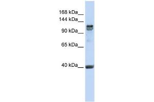 Western Blotting (WB) image for anti-Regulatory Factor X, 1 (Influences HLA Class II Expression) (RFX1) (C-Term) antibody (ABIN2792556)