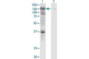 Western Blot analysis of USP4 expression in transfected 293T cell line by USP4 monoclonal antibody (M01), clone 5E12.