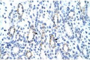 Immunohistochemical staining (Formalin-fixed paraffin-embedded sections) of human kidney with GTF2IRD1 polyclonal antibody  at 4-8 ug/mL working concentration. (GTF2IRD1 Antikörper  (C-Term))