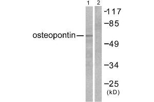Western Blotting (WB) image for anti-Secreted phosphoprotein 1 (SPP1) (C-Term) antibody (ABIN1848711) (Osteopontin Antikörper  (C-Term))
