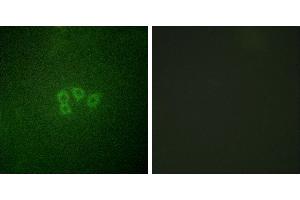Peptide - +Immunofluorescence analysis of A549 cells, using eIF4B (Ab-422) antibody. (EIF4B Antikörper)