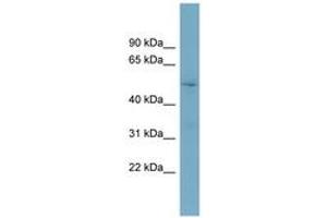 Image no. 1 for anti-Target of Myb1-Like 2 (TOM1L2) (AA 431-480) antibody (ABIN6743600)