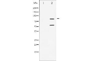 Western blot analysis of PI3-kinase p85- alpha/ gamma phosphorylation expression in H2O2 treated COS7 whole cell lysates,The lane on the left is treated with the antigen-specific peptide.
