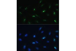 Immunofluorescence analysis of U-2 OS cells using HNF4G Polyclonal Antibody (ABIN7267620) at dilution of 1:100 (40x lens). (HNF4 gamma Antikörper  (AA 366-445))