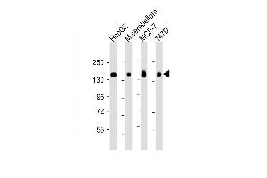 Western Blotting (WB) image for anti-Golgi Glycoprotein 1 (GLG1) (AA 1152-1179), (C-Term) antibody (ABIN653796)