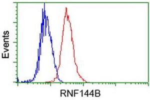 Image no. 2 for anti-Ring Finger Protein 144B (RNF144B) (AA 1-256) antibody (ABIN1490650) (RNF144B Antikörper  (AA 1-256))