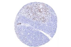 In the thymus more than 99 of the cortical thymocytes are CD45RA negative. (CD45RA Antikörper)