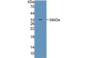 Figure. (PLIN4 Antikörper  (AA 349-656))