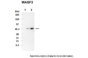 Sample Type: 1. (WASF3 Antikörper  (N-Term))