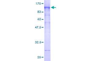 STIM1 Protein (AA 24-685) (GST tag)