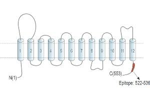 Representative domain view of the target of ABIN7885460.