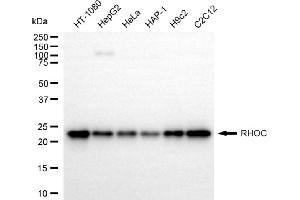 Western blotting analysis using RHOC antibody (ABIN7800143). (RHOC Antikörper)