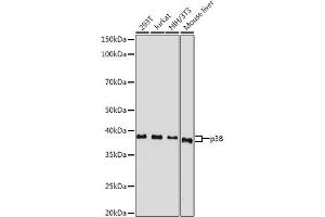 Western blot analysis of extracts of various cell lines, using p38 MAPK antibody (ABIN7268615) at 1:500 dilution.