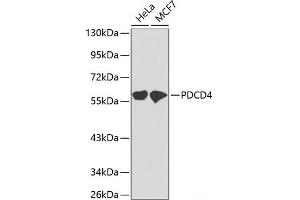 Western blot analysis of extracts of various cell lines using PDCD4 Polyclonal Antibody. (PDCD4 Antikörper)