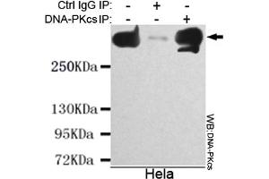 Immunoprecipitation analysis of Hela cell lysate using DNA-PKcs mouse mAb. (PRKDC Antikörper)