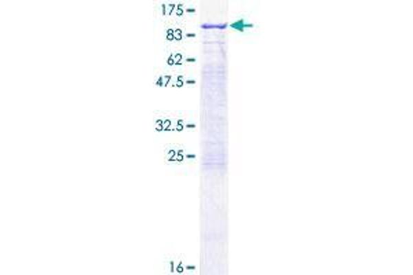 RHOT2 Protein (AA 1-618) (GST tag)