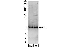Western Blotting (WB) image for anti-Anaphase Promoting Complex Subunit 5 (ANAPC5) (C-Term) antibody (ABIN7451561) (ANAPC5 Antikörper  (C-Term))