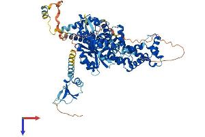 ZBED1 Protein (AA 1-694) (His tag)