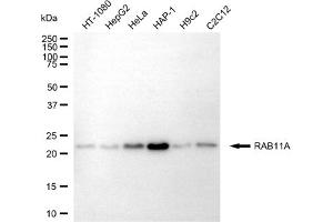 anti-RAB11A, Member RAS Oncogene Family (RAB11A) antibody