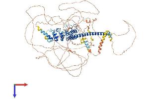 SNCAIP Protein (AA 1-962) (His tag)